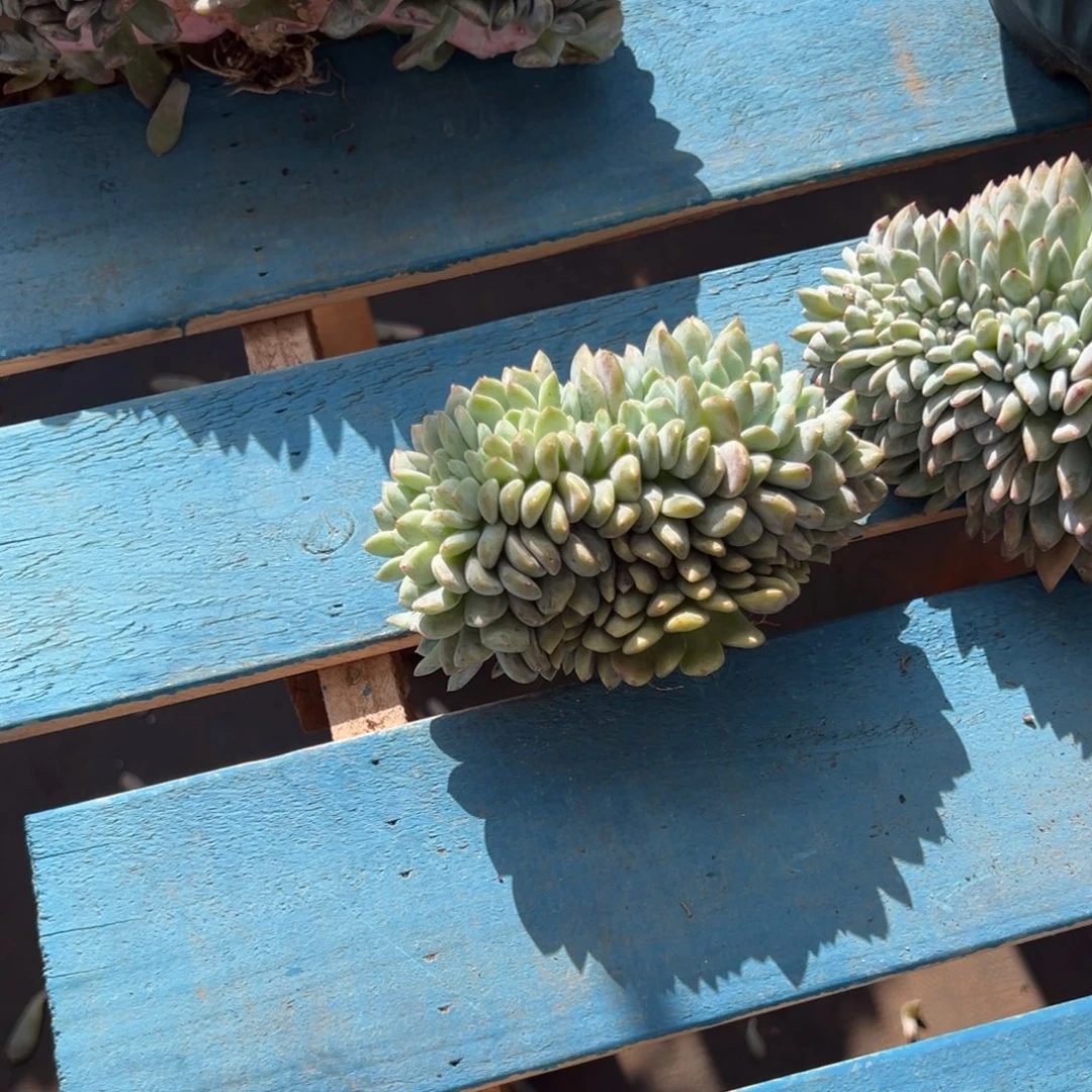 团***团缀化呀呀呀呀呀呀呀呀