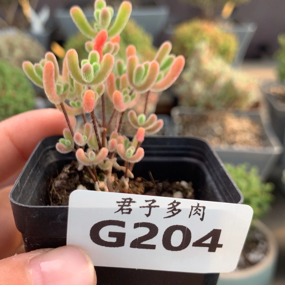 冬****3204小星星。