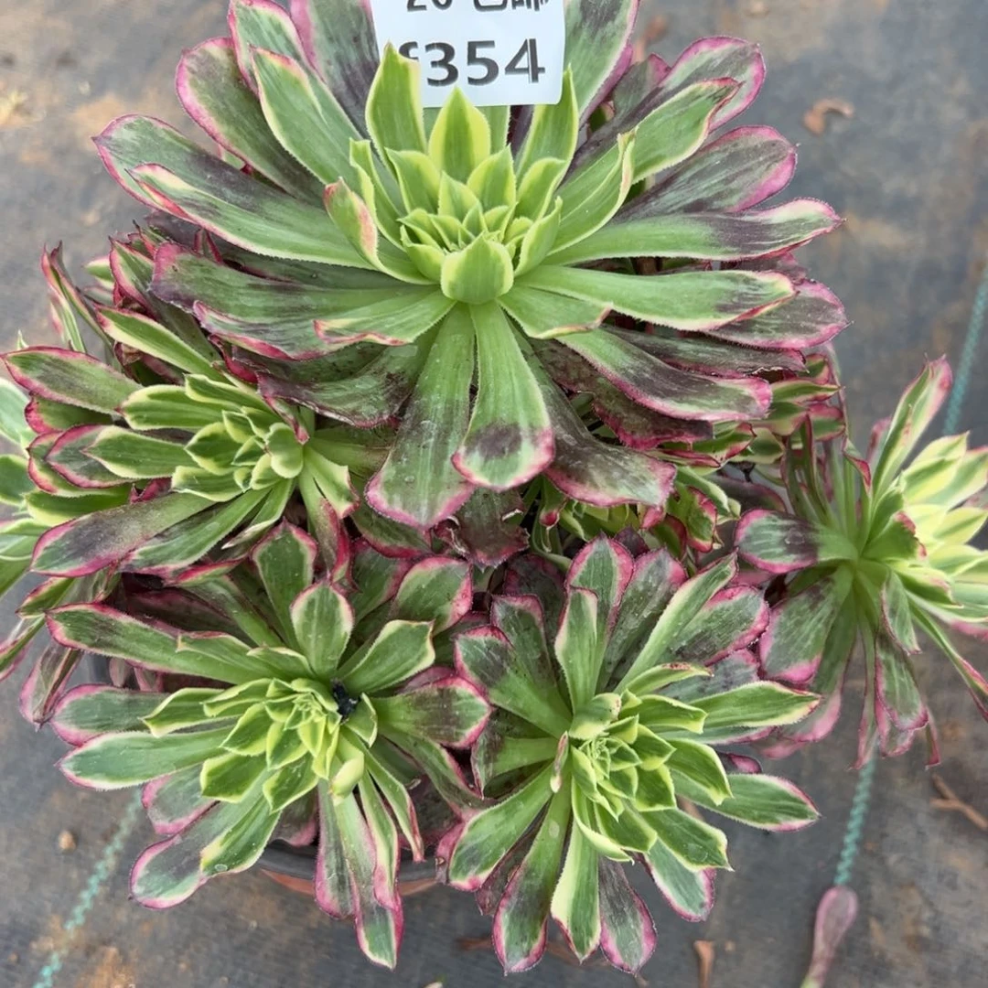 354天河，满20包邮嘟叮熊