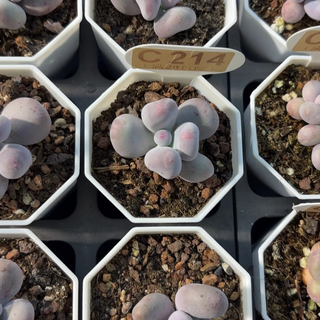 C214Mike奶一物一拍