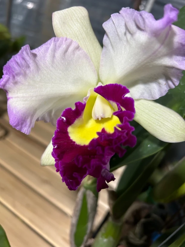 泰国卡特兰安娜乔伊浓香，颜色多变