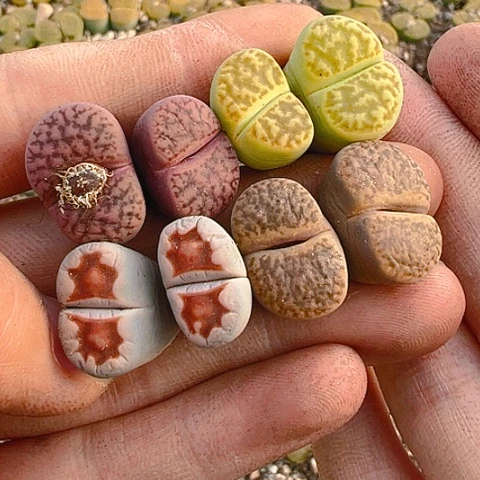 【闪购商品】25498