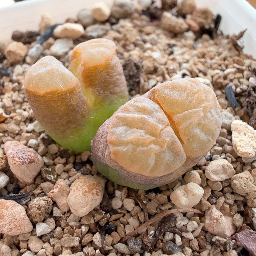 2.7.80/橘黄色班克磁铁/多肉植物