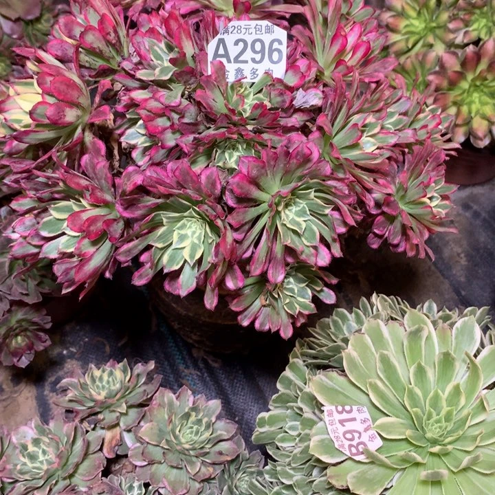 296多肉植物一物一拍