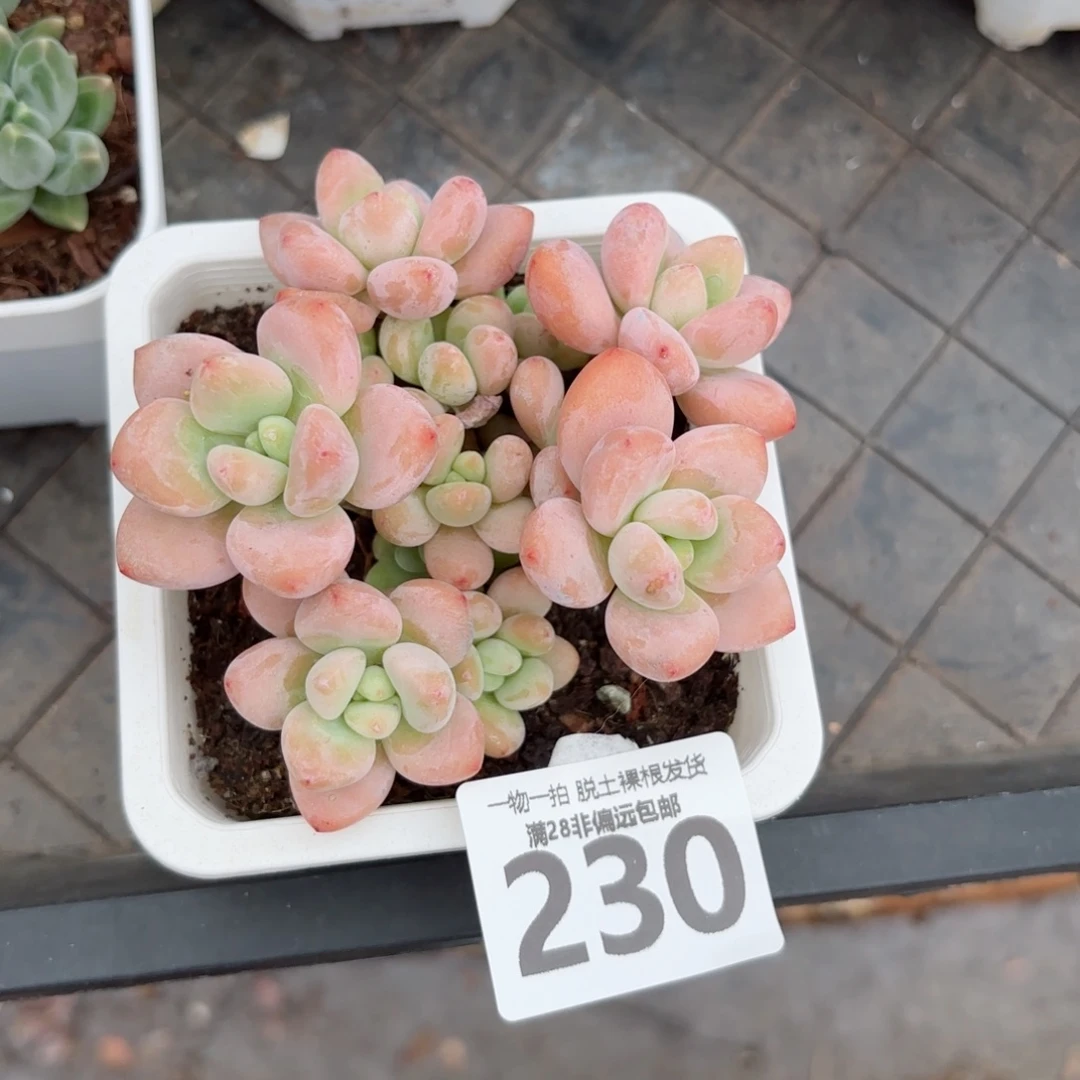 红洛神老桩无盆土发货