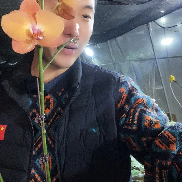 无花朵0861蝴蝶兰