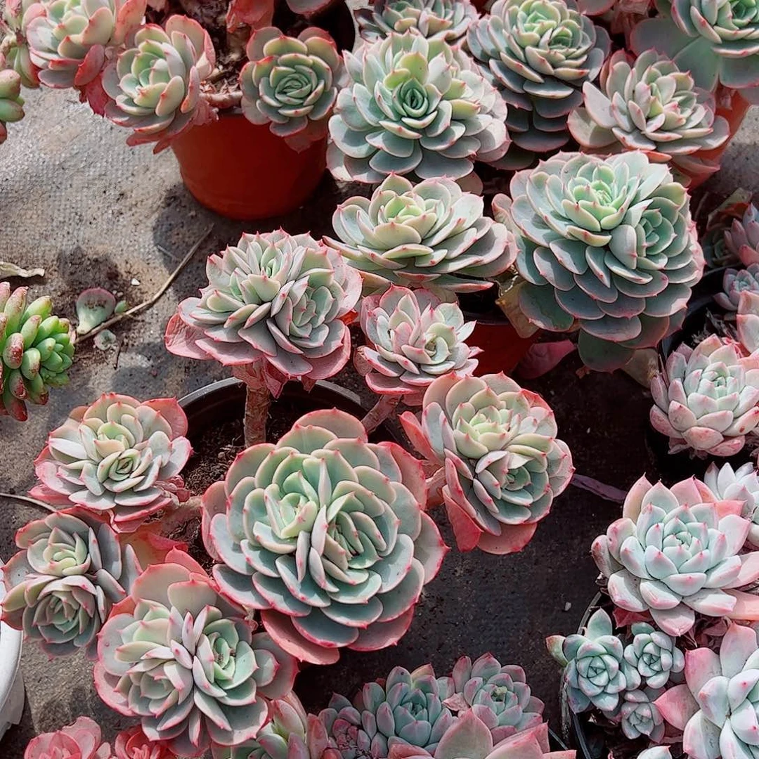 白雪公主多头群生老桩