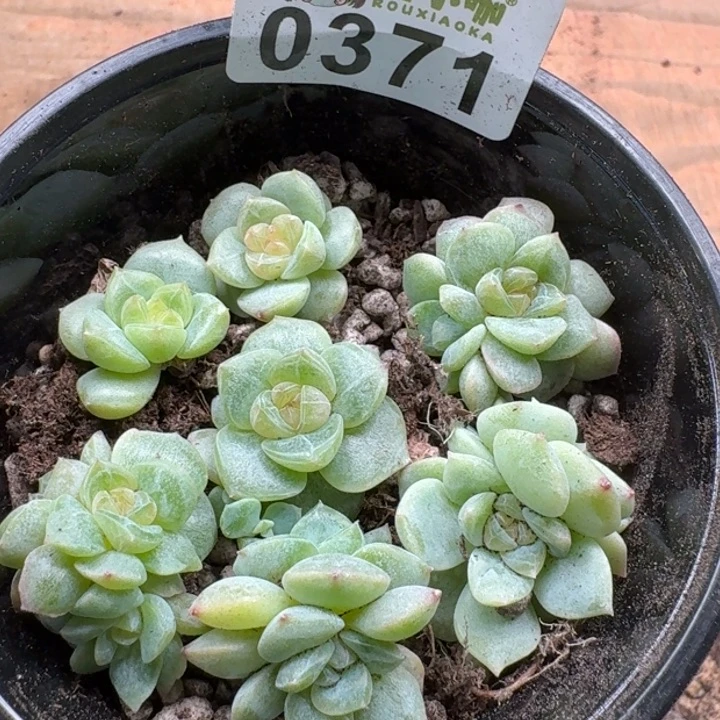 当前无花朵，栽培后可花朵多肉植物多肉植物