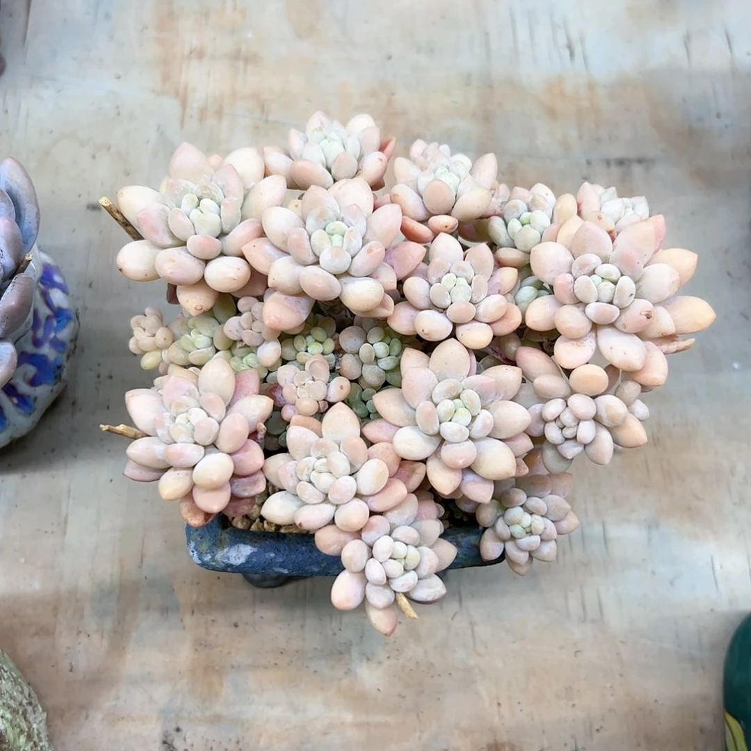 洛可可18 零零多肉植物