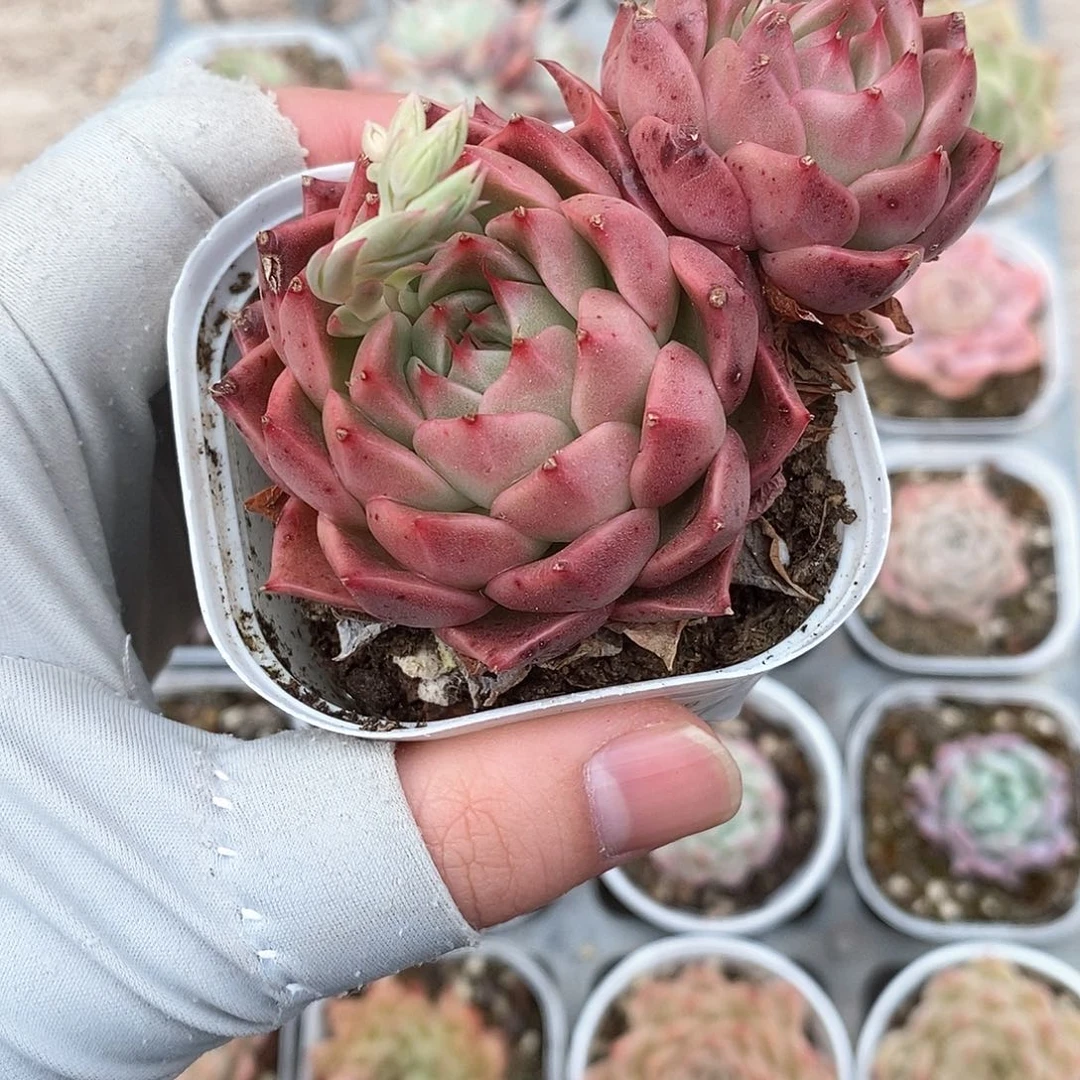 多肉植物9.9包邮5047