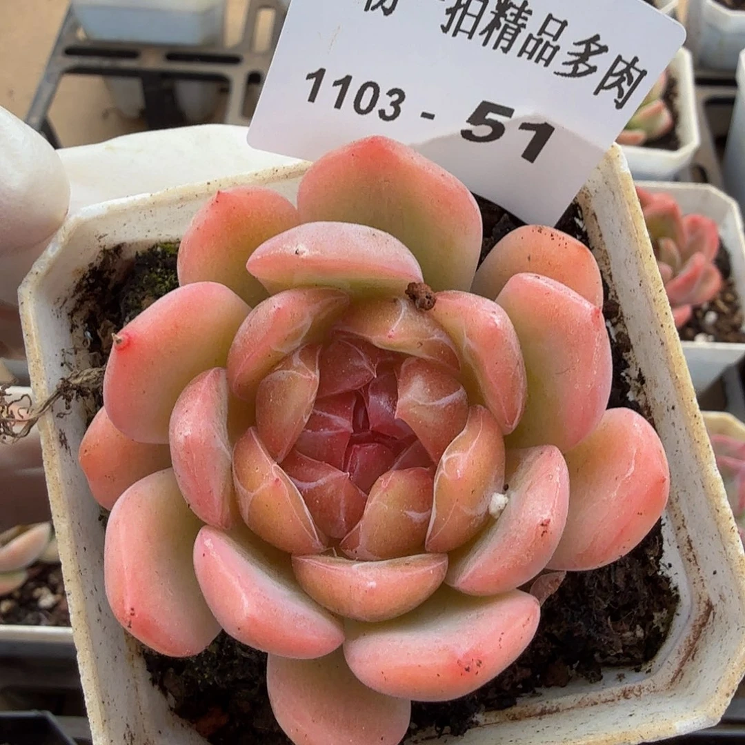 1103-51单颗多肉珍妮