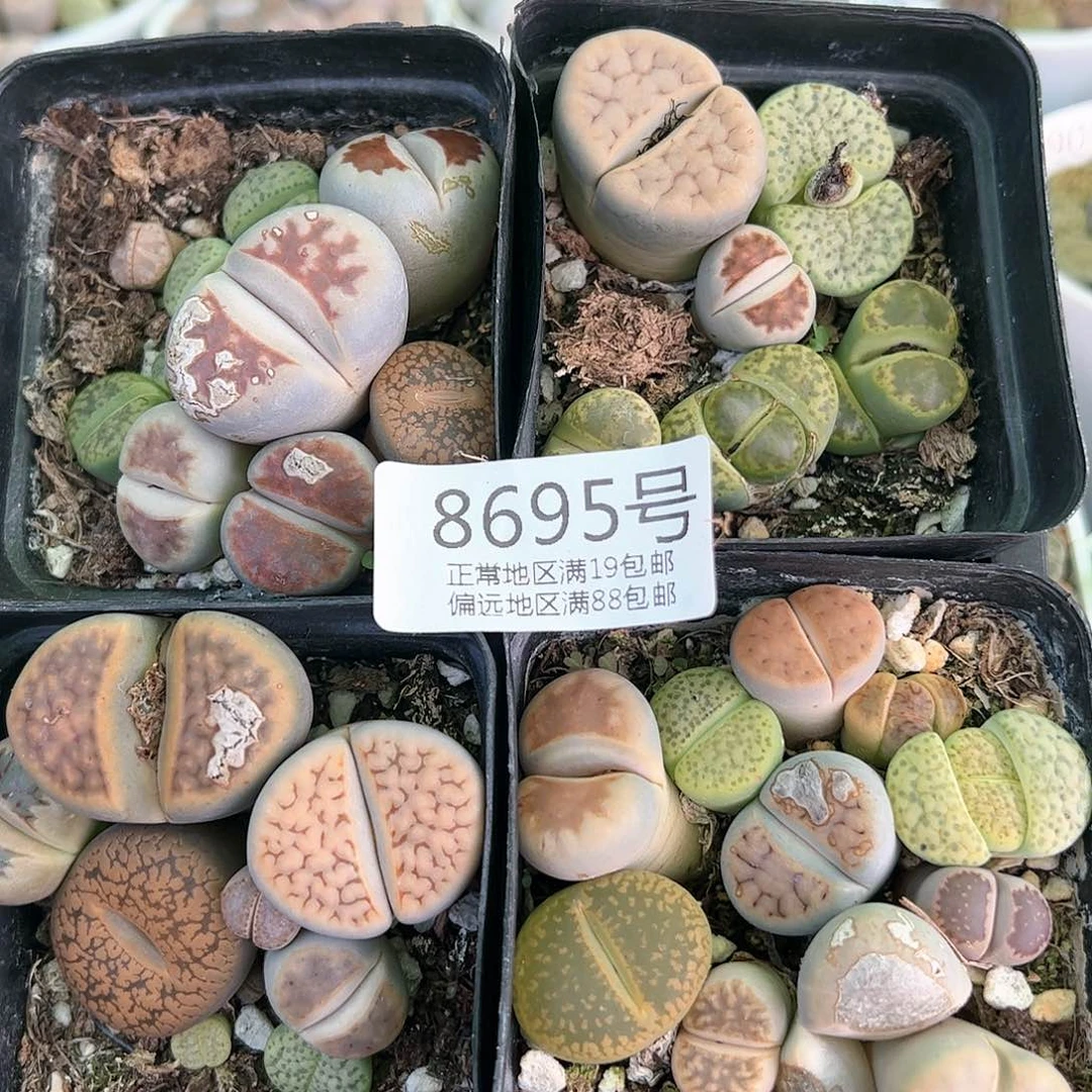 8695彩拼4盆个别有疤有腿特价