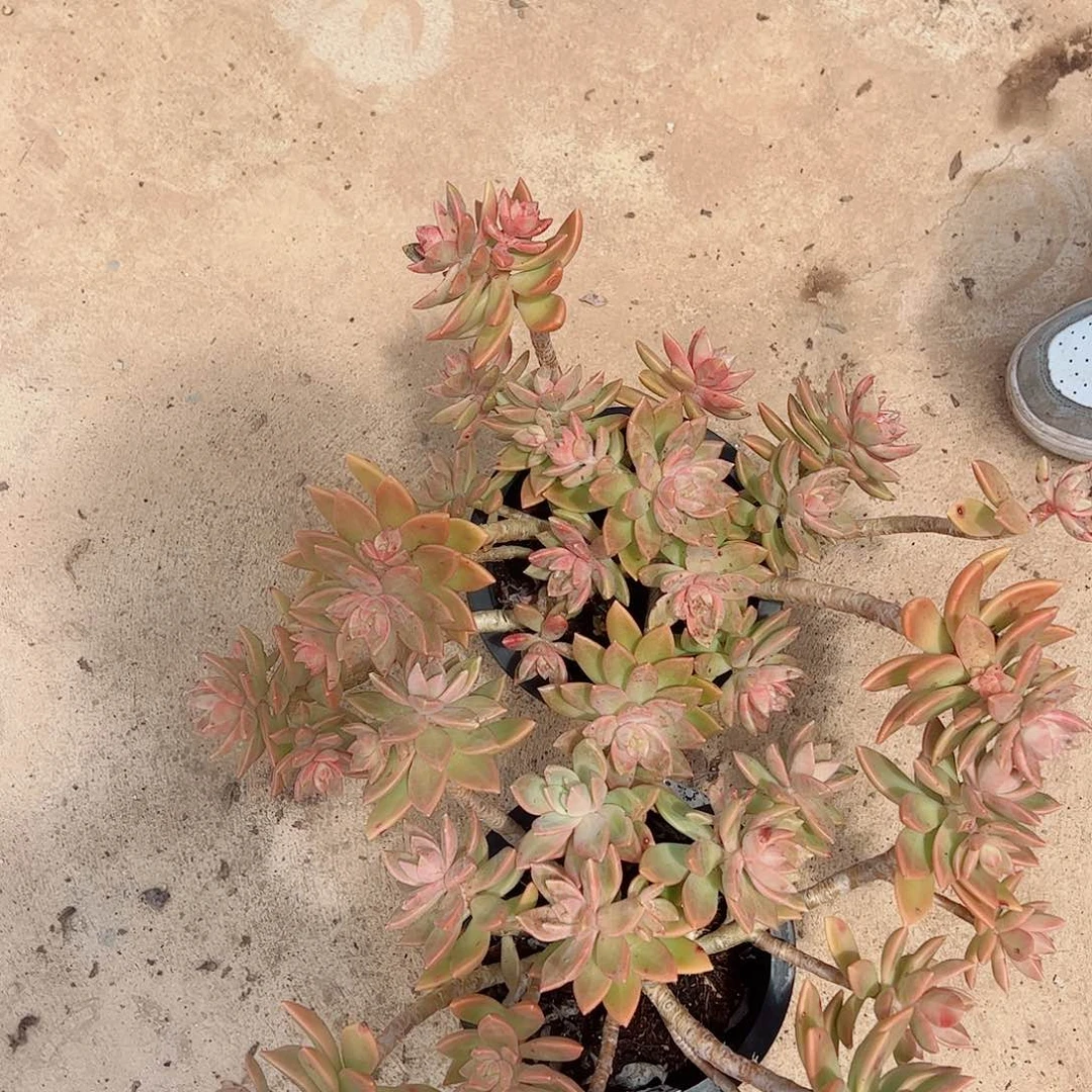 2盆黄金布丁 多肉植物