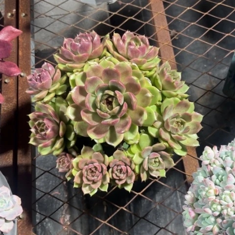 紫水晶是真的好看