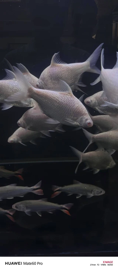 雪鲫高端配鱼热带鱼热带观赏鱼金凤银凤鱼鲫双线侧鱼活体