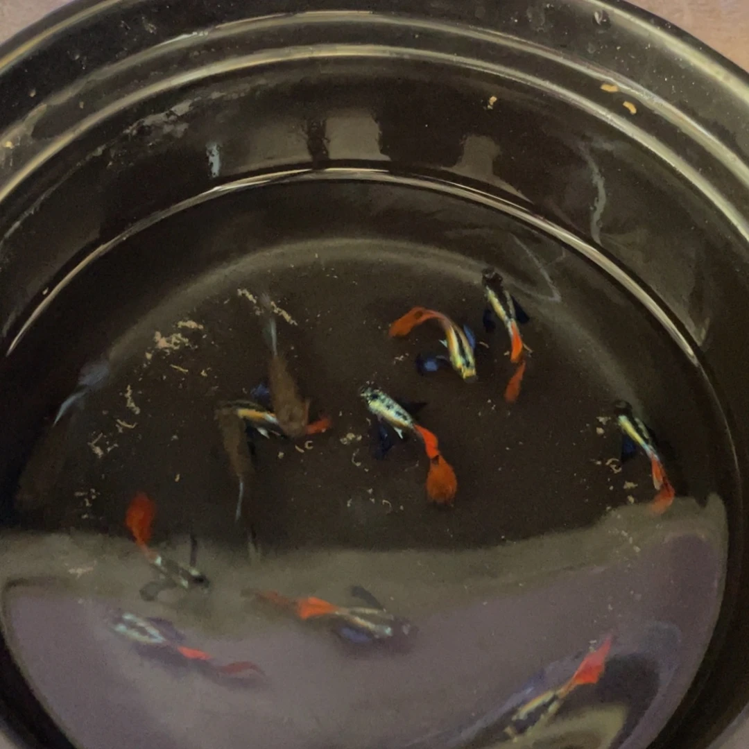 孔雀鱼白金象耳5公2母