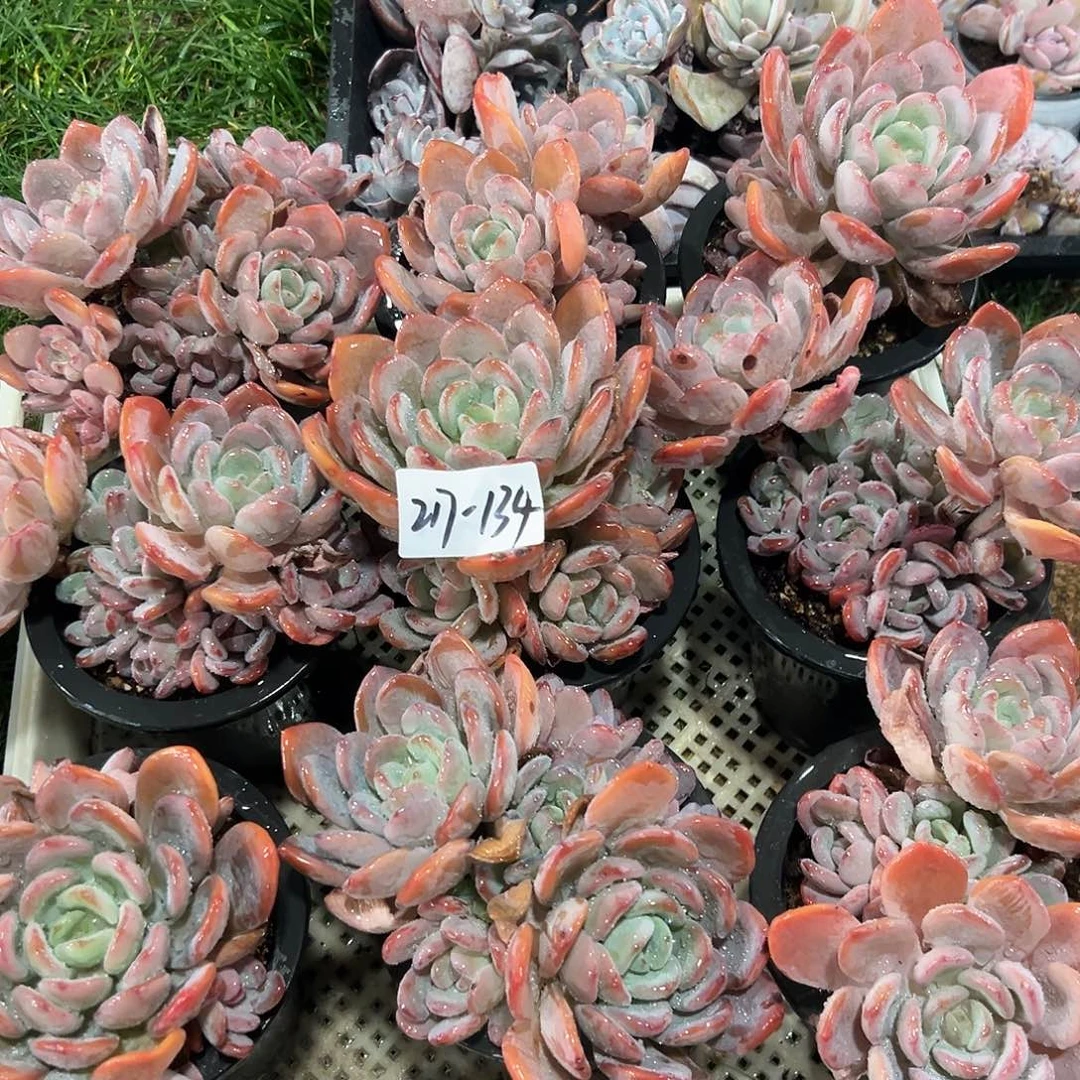 217-134香橙多头多肉随机