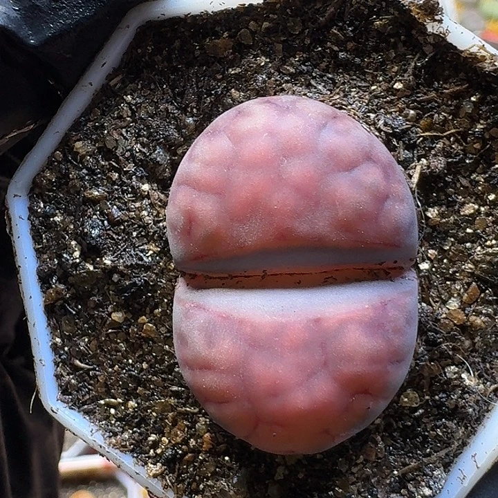 生石花2:：：。在。10号