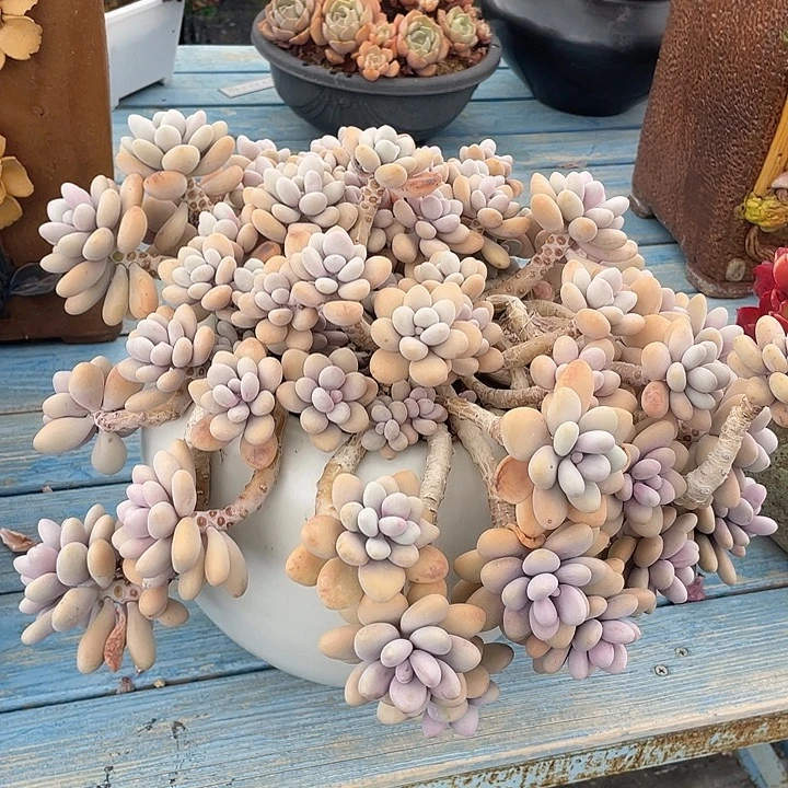 145 多肉不带盆土满20包邮发货