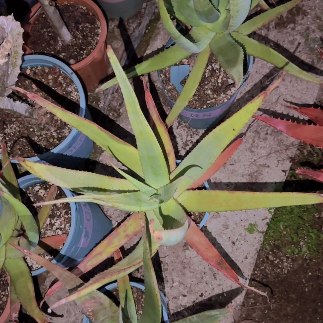 块根植物块根植物