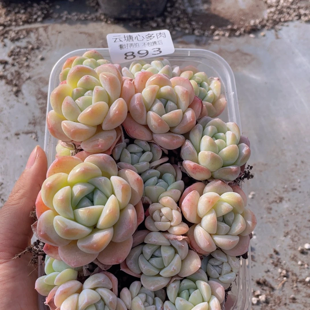 云糖心多肉植物893