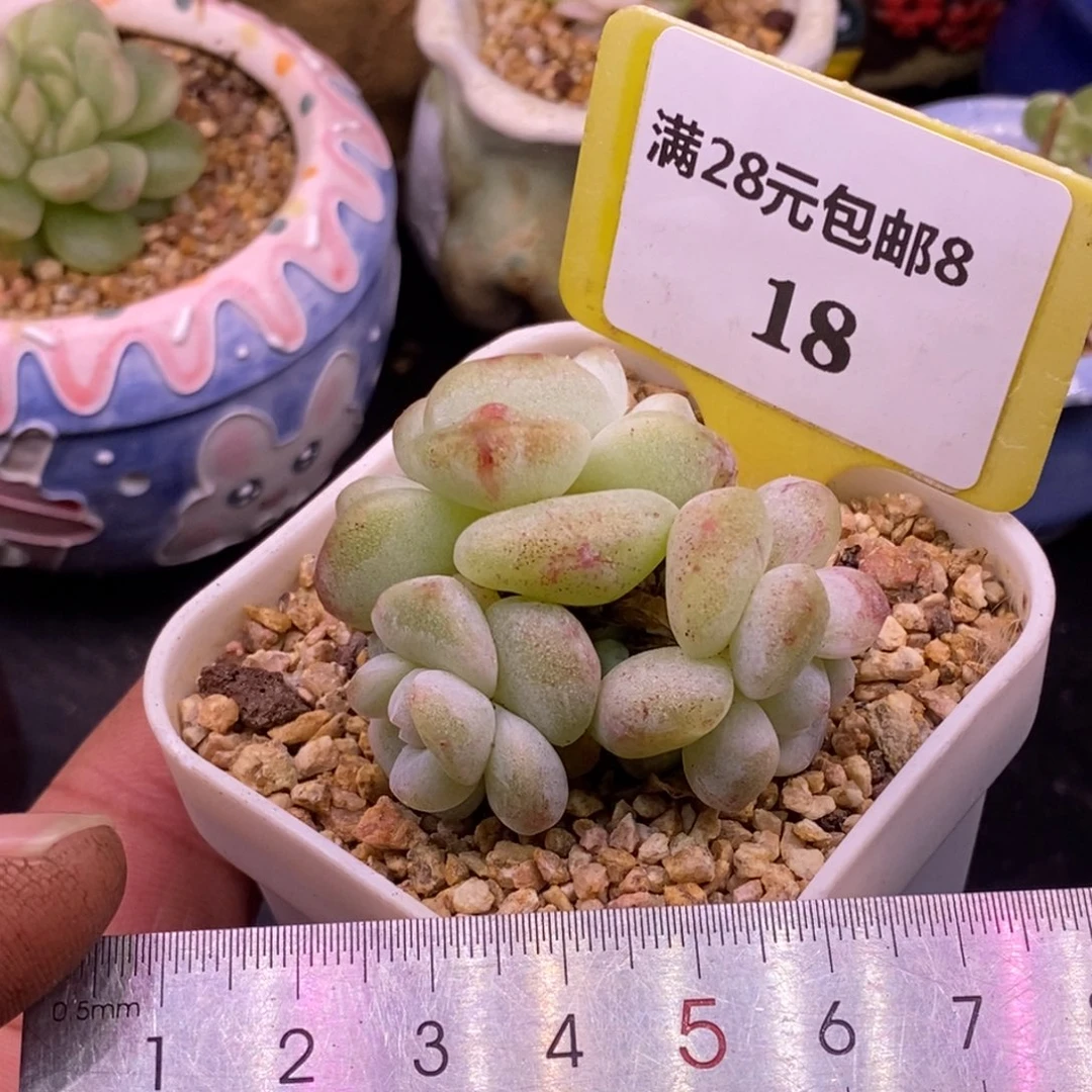 818冰玉石化三头精控…………