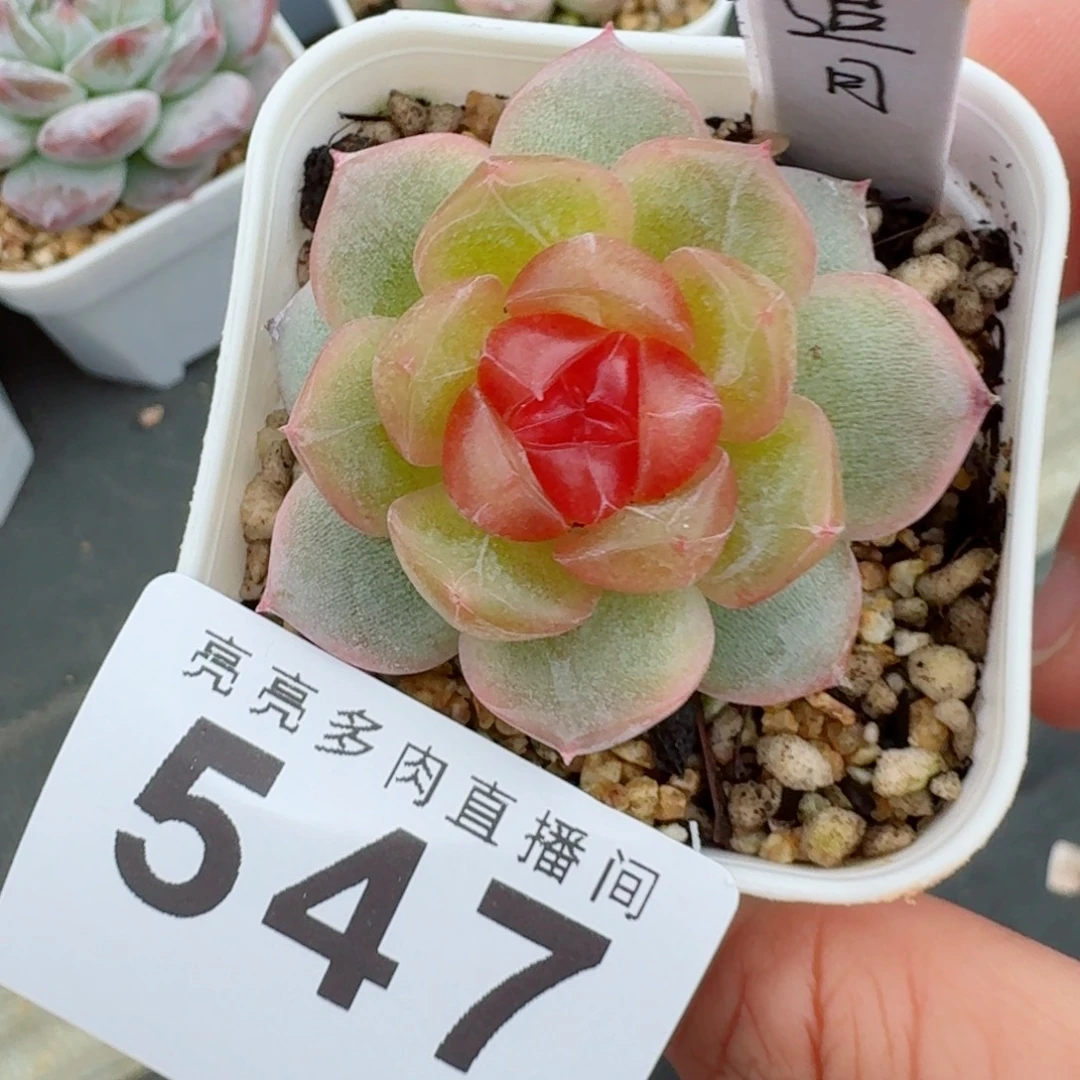 追月珍妮            精美多肉植物