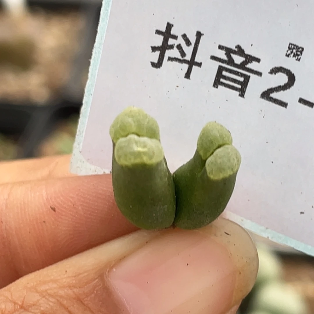 2-136风铃多肉植物