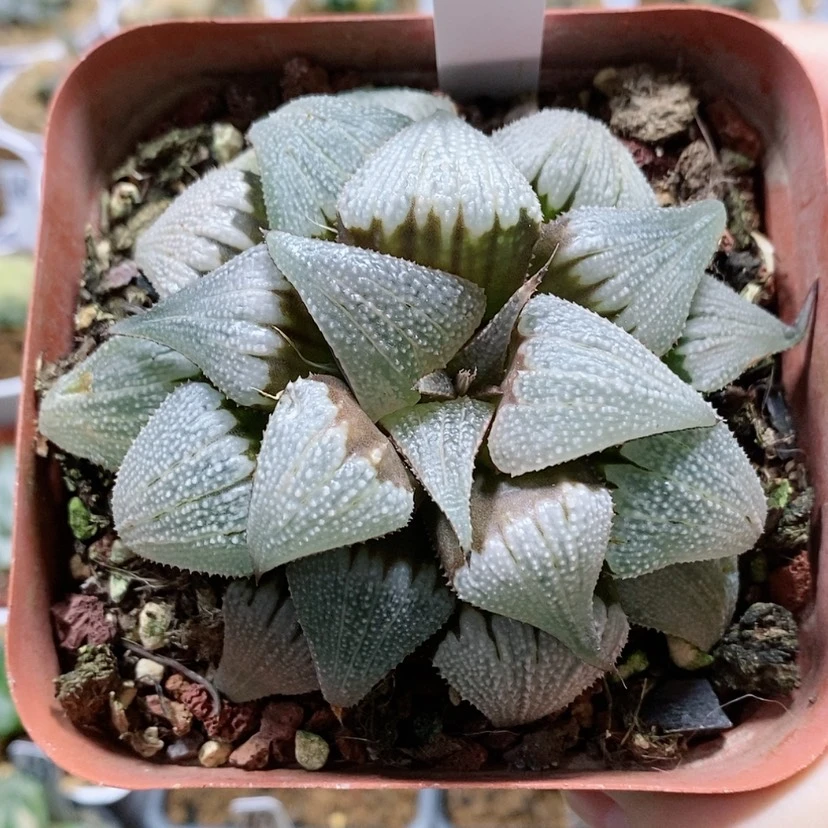 【闪购商品】57铝之星母本
