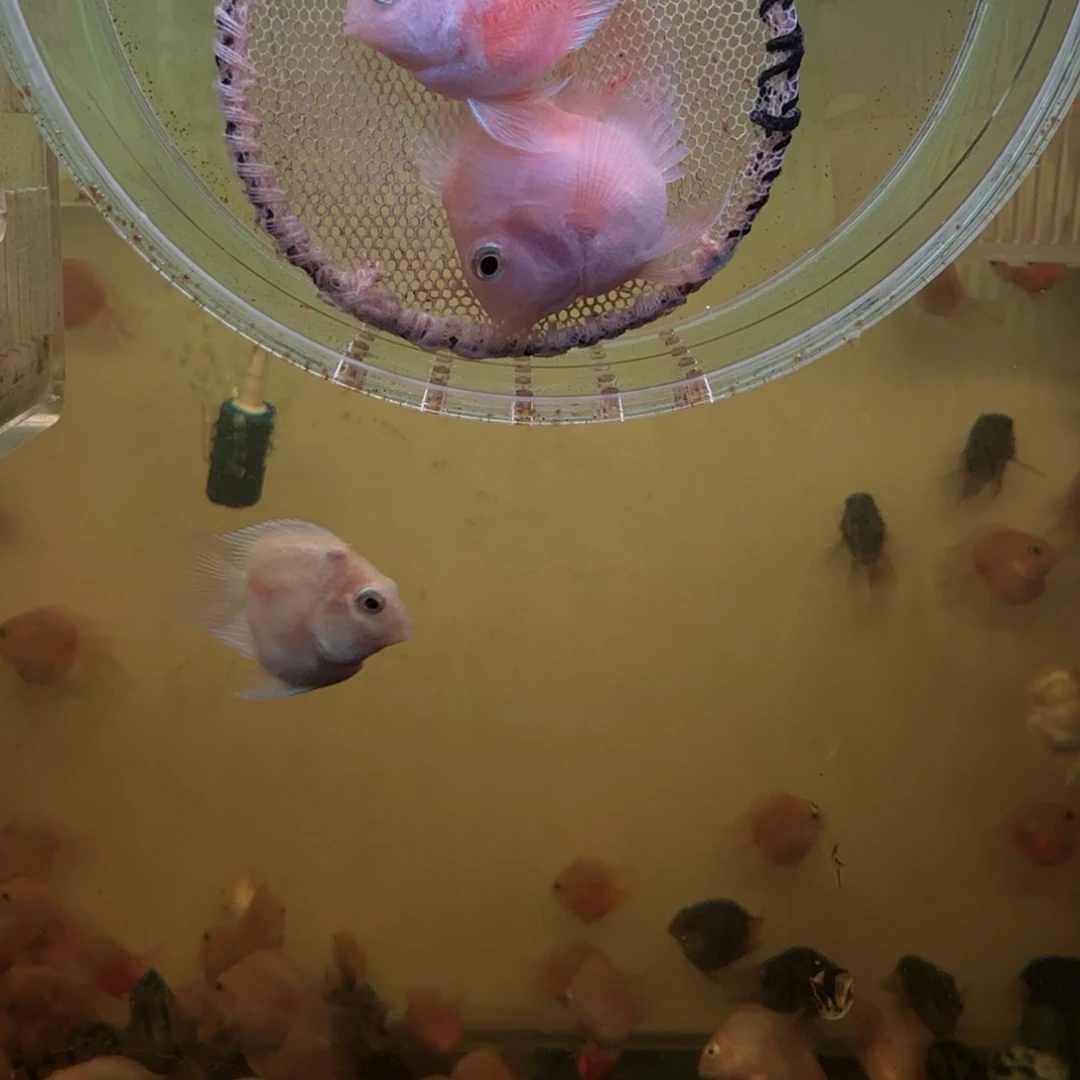 鹦鹉鱼胭脂粉一对