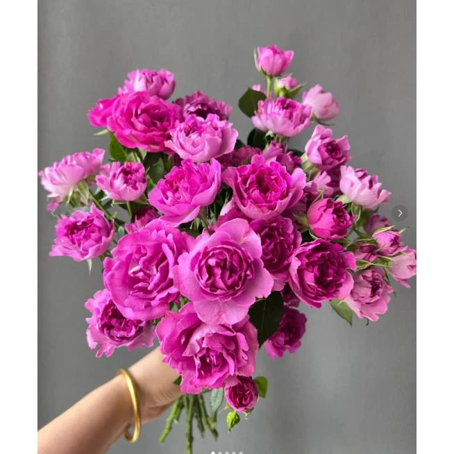 梅子海葵多头玫瑰--（收到带包装醒花）