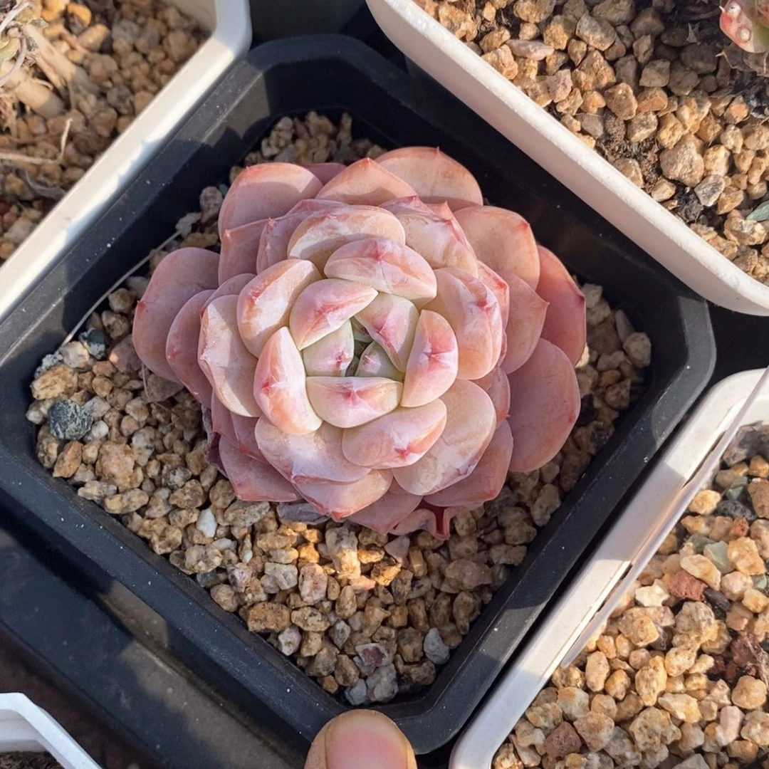 精品多肉一物一拍不包整1