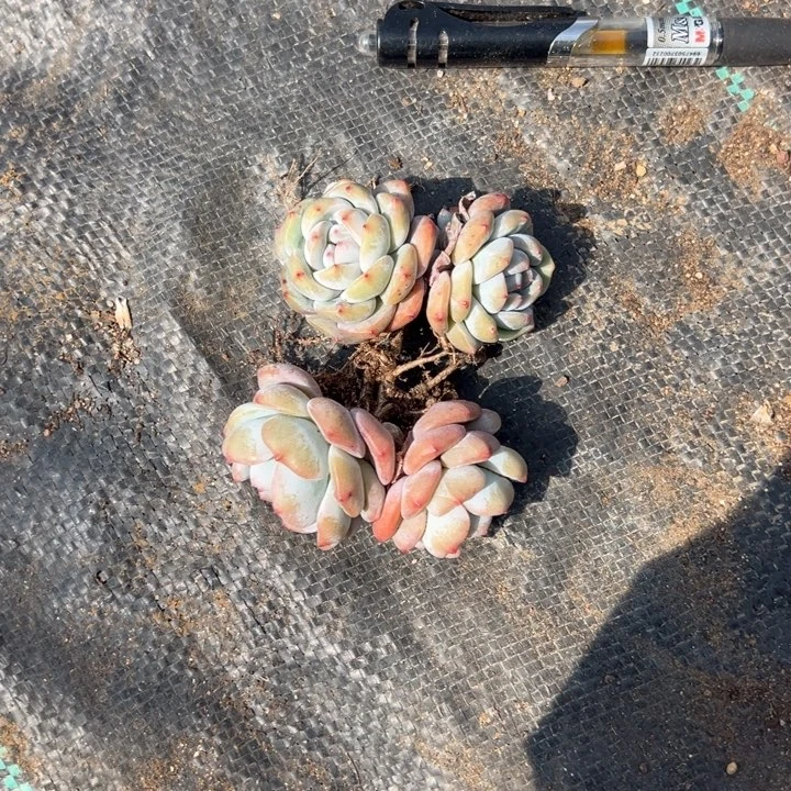 小倩一物一拍专拍