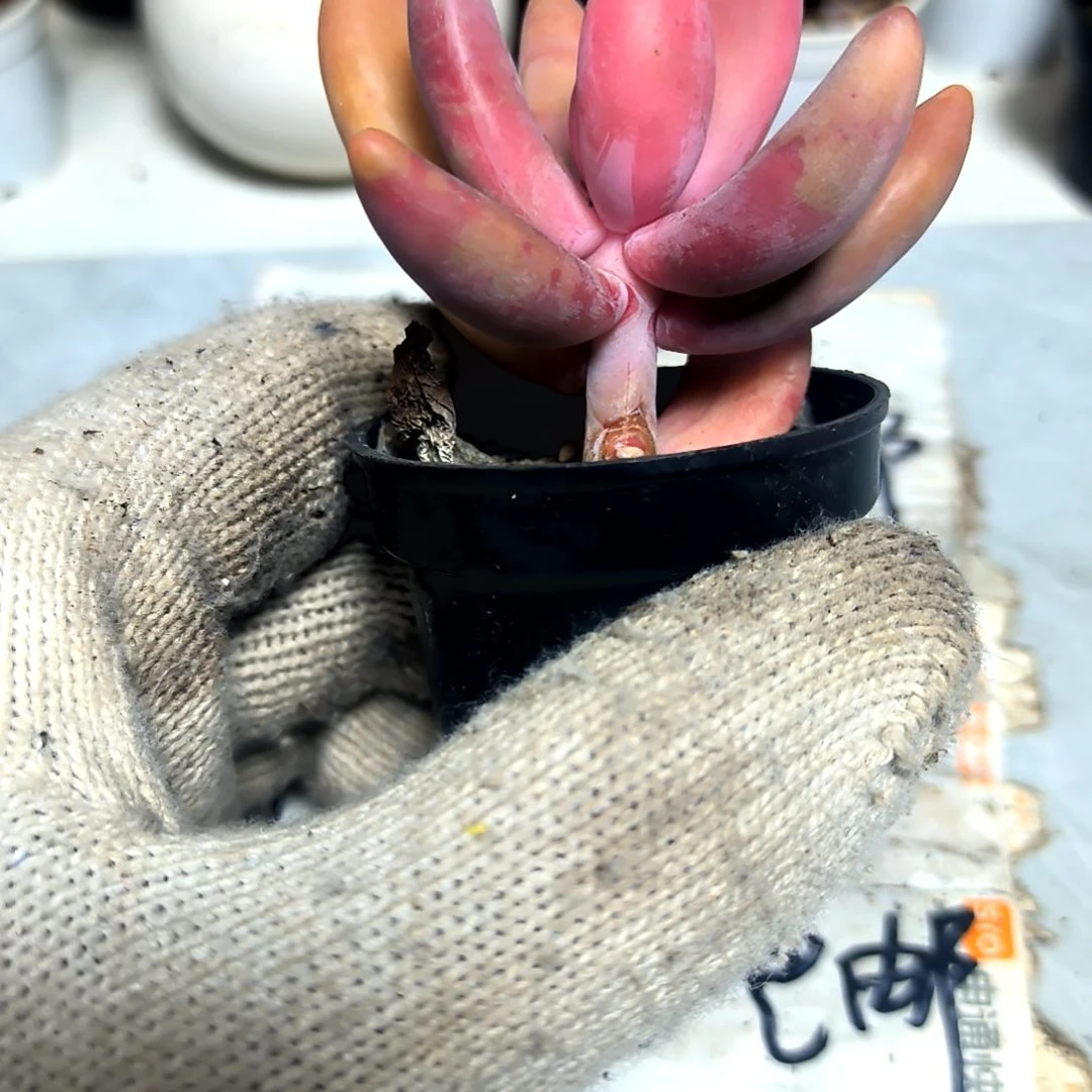 ，满9元包邮，红手指一颗