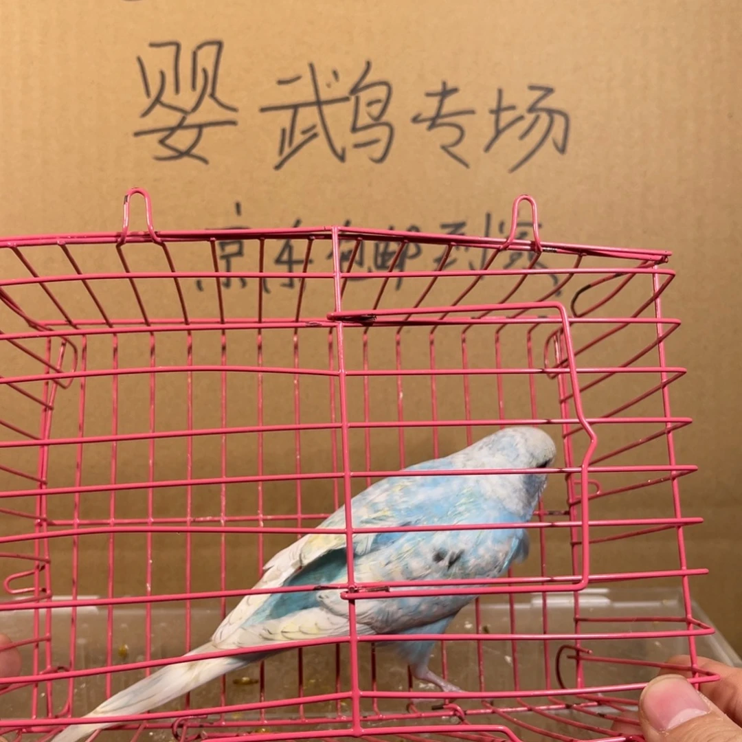 虎皮鹦鹉哈哈哈哈哈哈哈哈