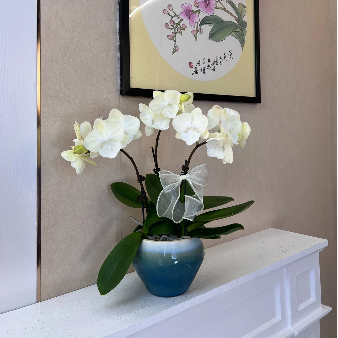 《绿野仙踪》蝴蝶兰稀缺品种带花适合客厅卧室观赏