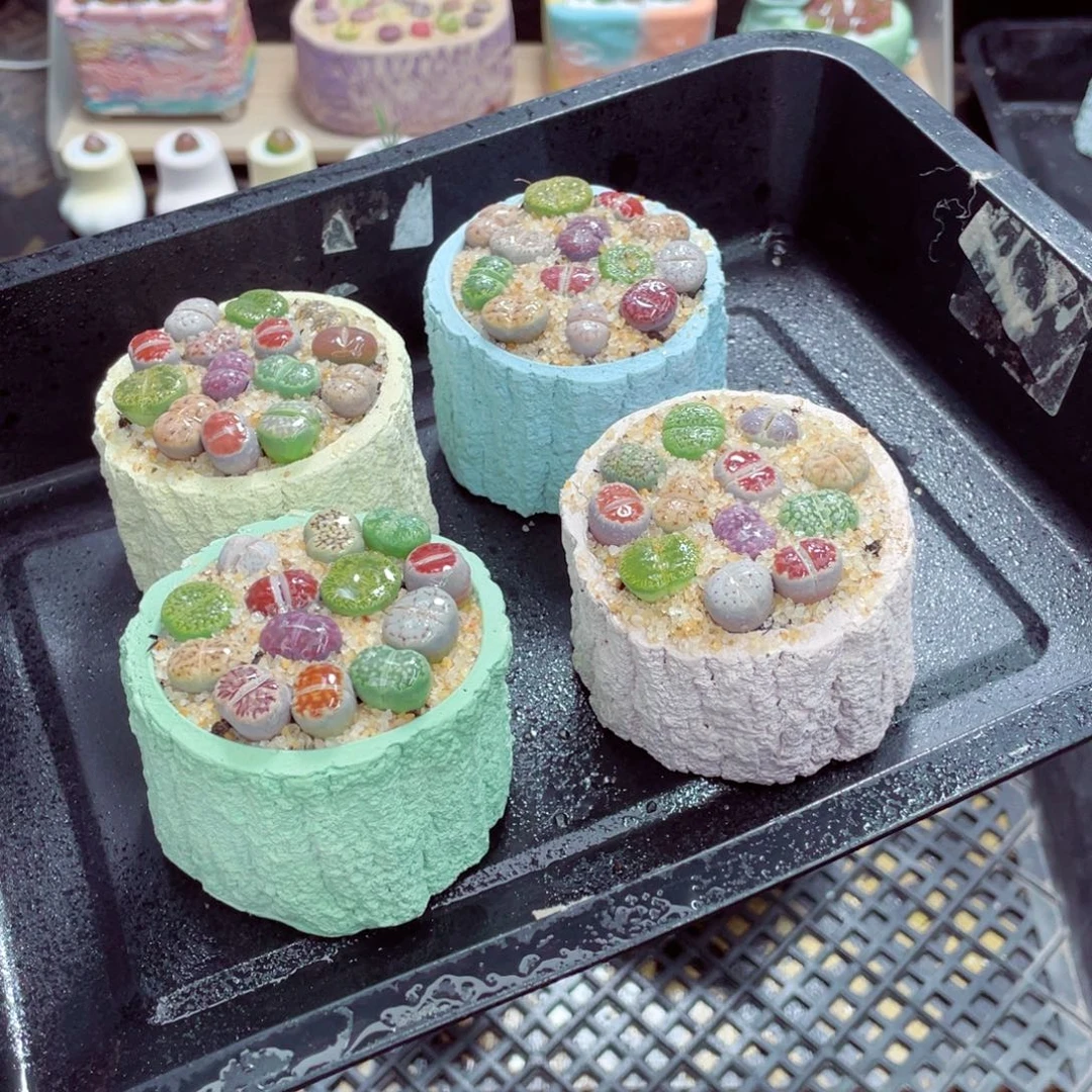 w1335 带盆土发货一物一拍