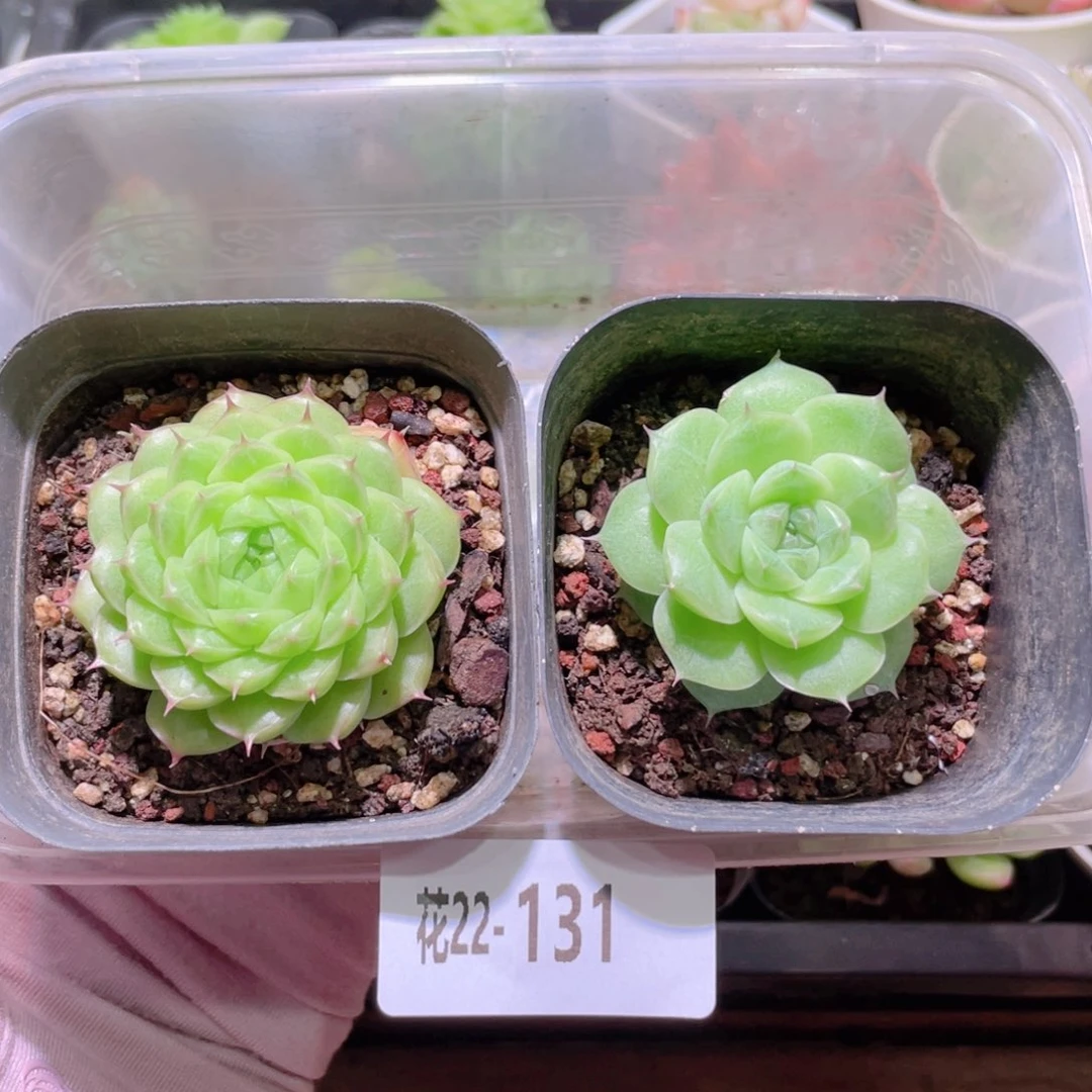 花利美22-131麦秆2颗