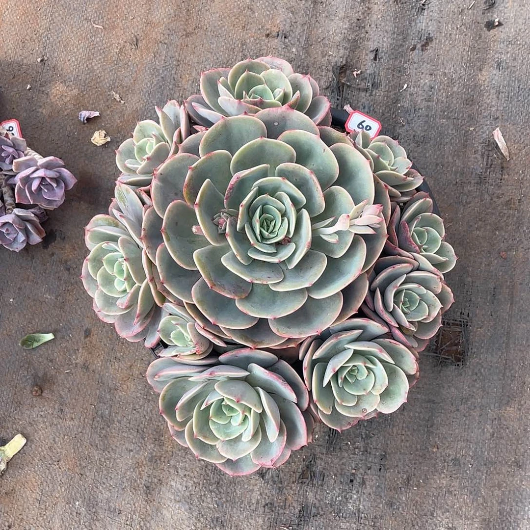 60白雪 一物一拍多肉