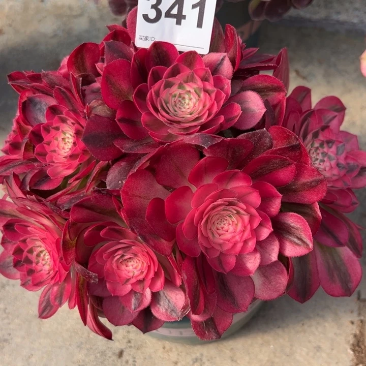 341荔枝 20厘米左右