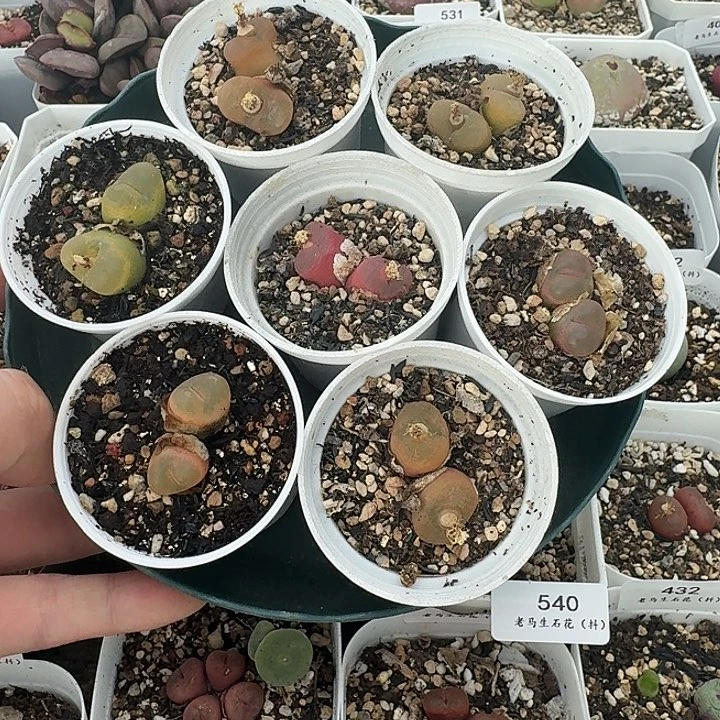 老马生石花彩毛542