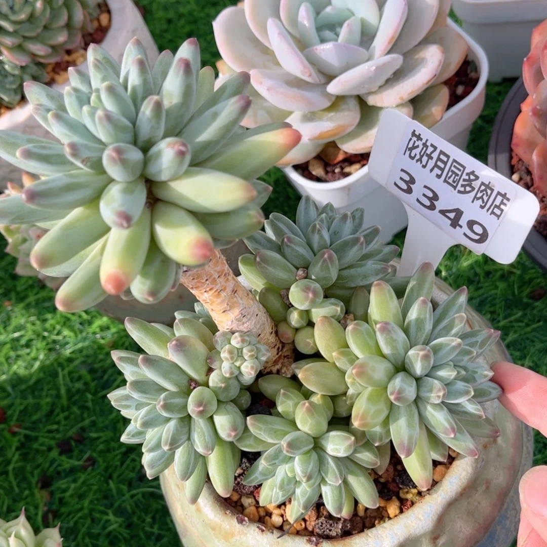 用***7多肉植物3349………….