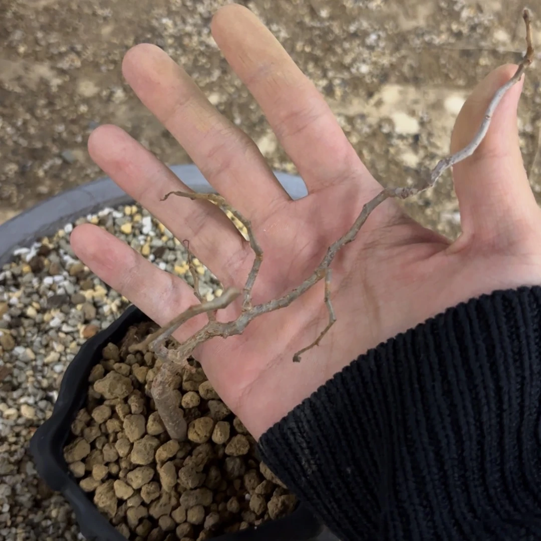 ?***象滔天橄榄 哈哈哈哈哈哈