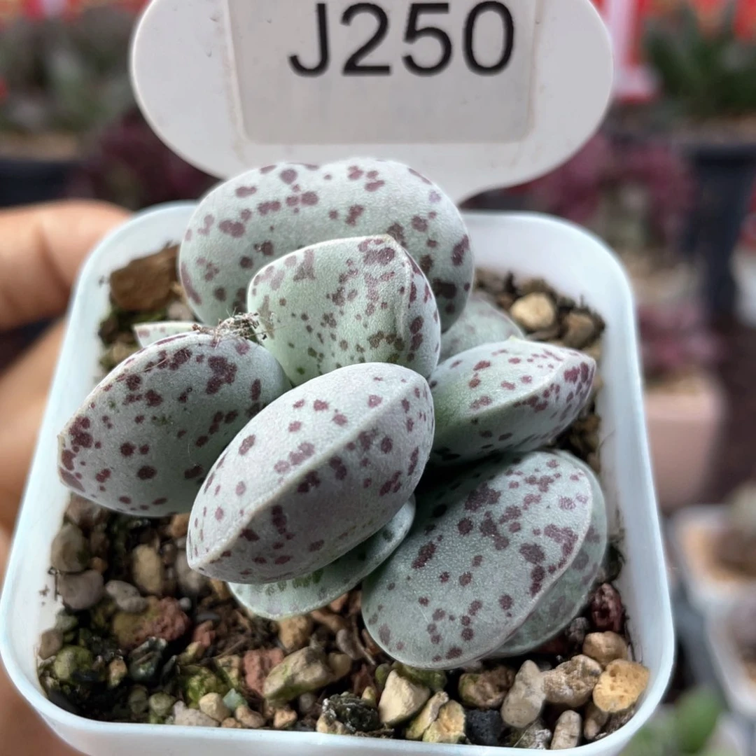 只***心        福利。   250。