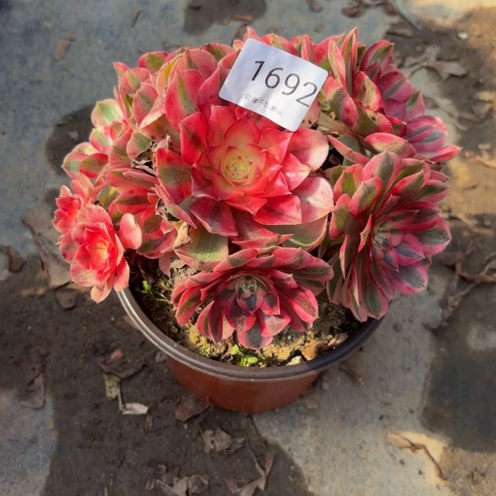 半糖荔枝多肉处理不包断头1692