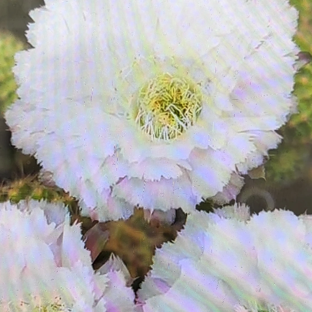 带根冰可可带根仙人球瑕疵