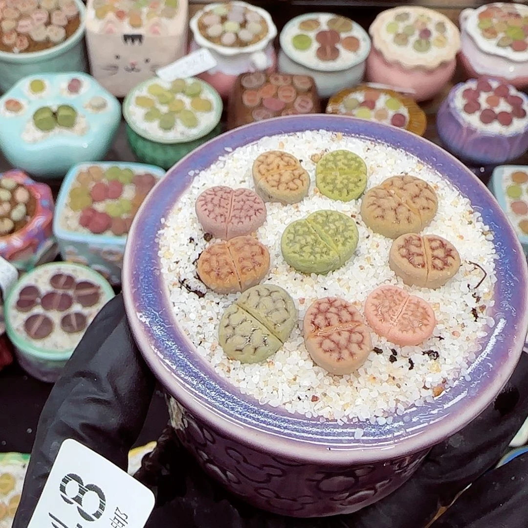 生石花18包邮0919-248