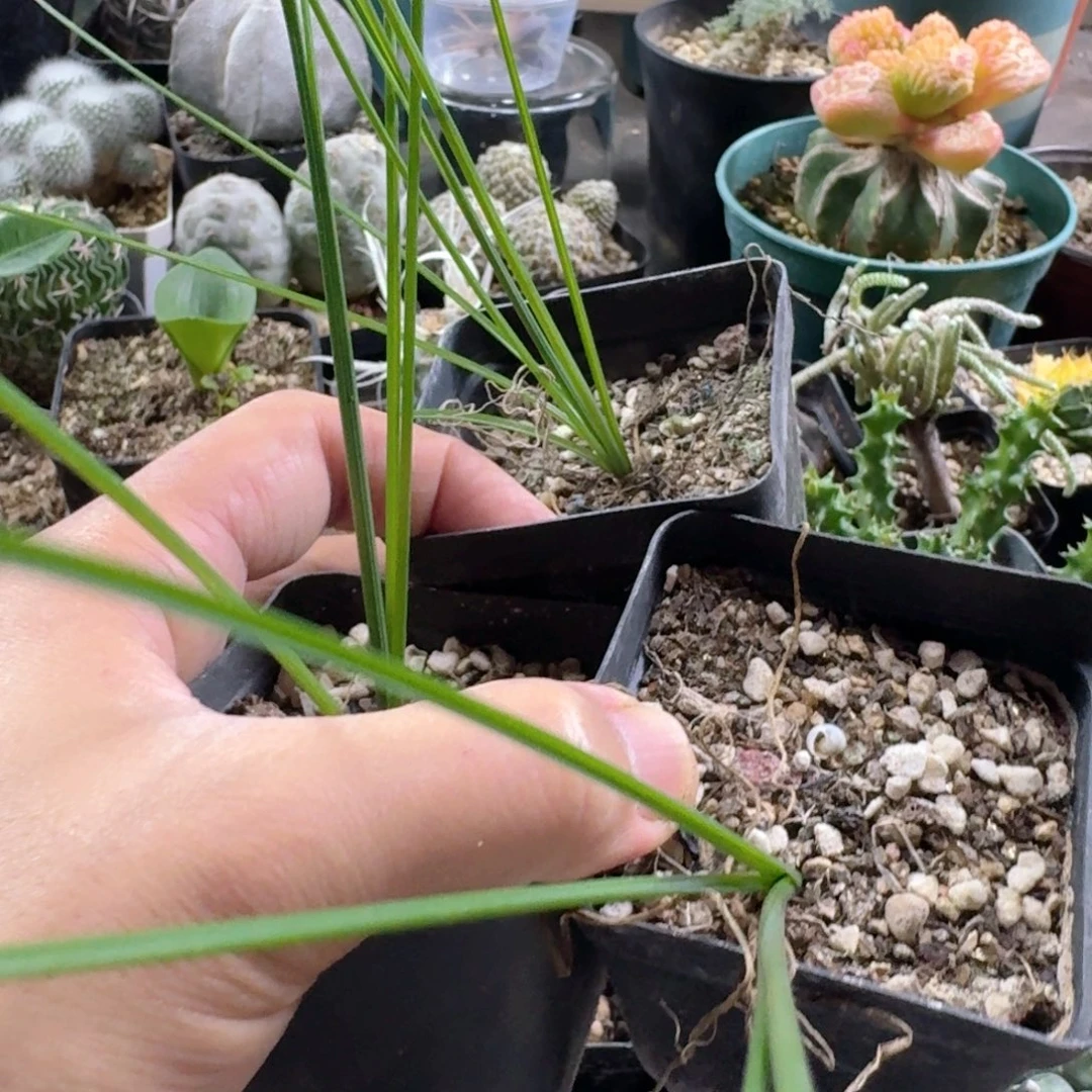 742不知名球根脱土发货3个一份