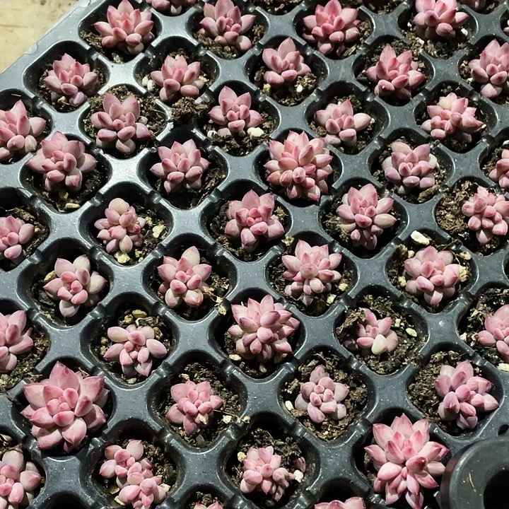 虞美人9.9，五颗88888888