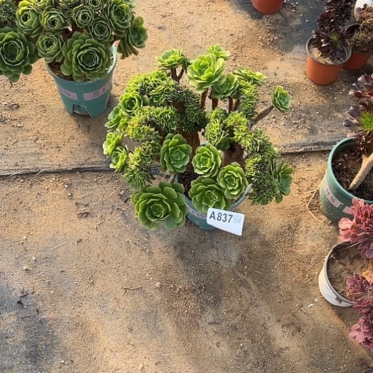 绿羊绒缀化冠幅30厘米左右